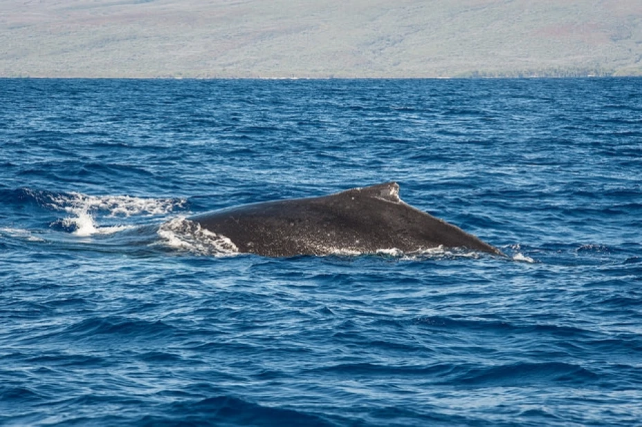 La ballena estaba herida de un costado