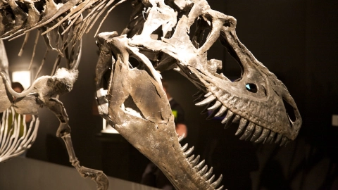 Dinosaurios, México 2.jpg