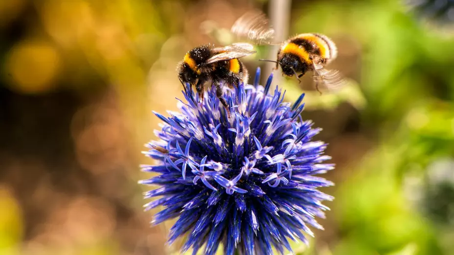 Abejas