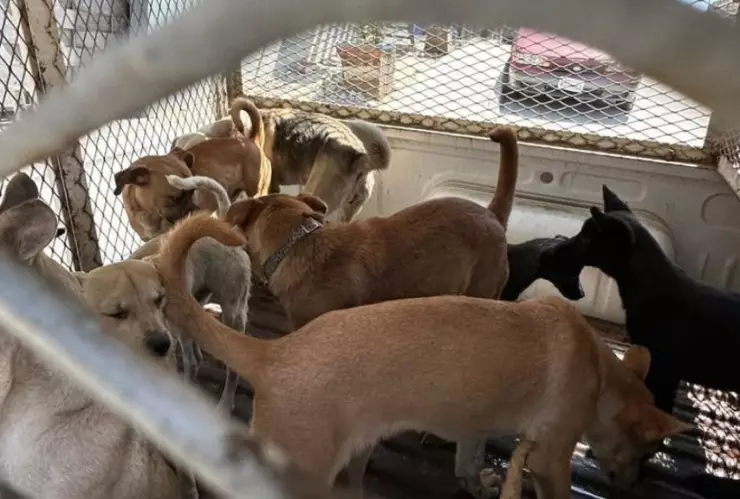 Rescatan 400 perros en Tijuana; estaban en malas condiciones