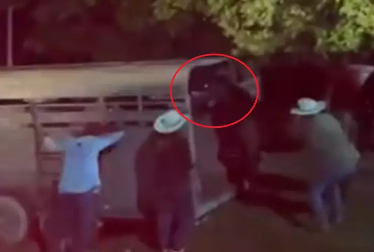 brutal golpiza caballo