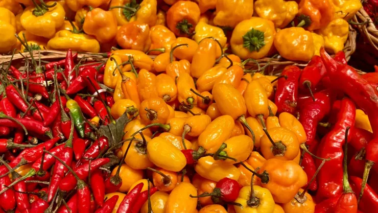 ¿El chile te puede ayudar a bajar de peso?, esto dice un informe de la UNAM