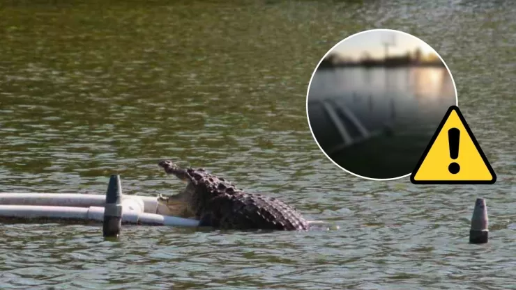 Captan cocodrilo de la laguna del Malibrán que casi devora a un hombre en Veracruz