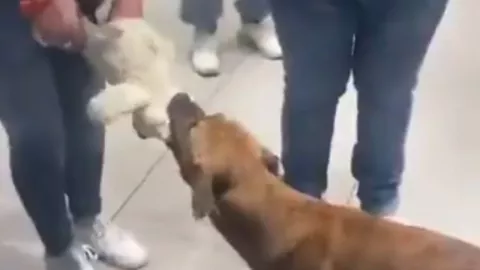 Video muestra cómo personas pagan el peluche que un perrito llevó consigo
