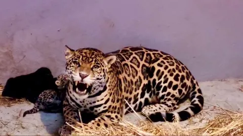 Foto de cachorros de jaguar 