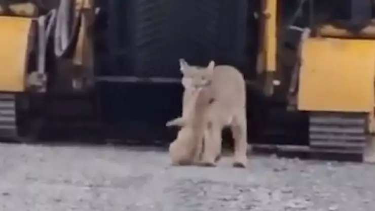 Impresionante video de mamá puma rescata a su cachorro de maquinaria.jpg