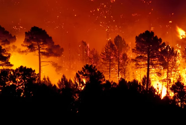 INCENDIOS FORESTALES.jpg