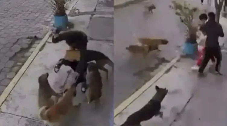 Perros atacan a dos adolescentes en Edomex