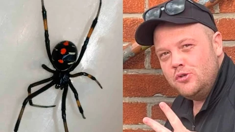 Muere por mordedura de araña