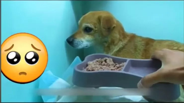 Perro deja de comer