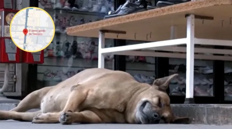 ¿Cómo llegar al “perro gordo de Texcoco”? Rutas para conocer al lomito