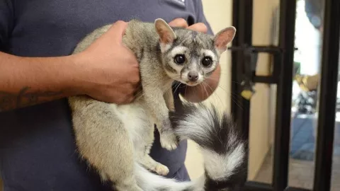 ¿A dónde reportar un cacomixtle en Querétaro fuera de hábitat natural?