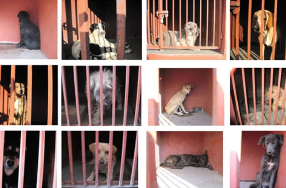 Perros capturados en Iztapalapa