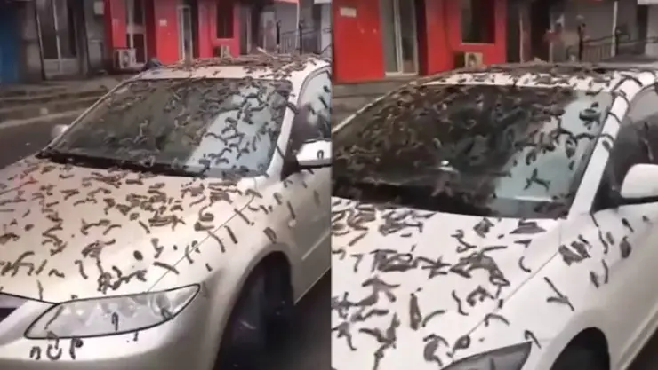 ¿Mensaje apocalíptico? Revelan causa de la lluvia de gusanos en China
