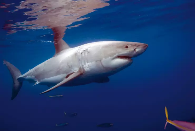 Veda tiburón y raya