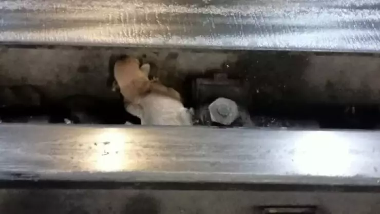 Personal del Metro CDMX rescata a cachorro en vías de la Línea 9