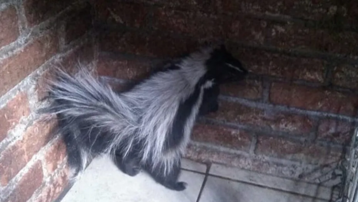 Zorrillo