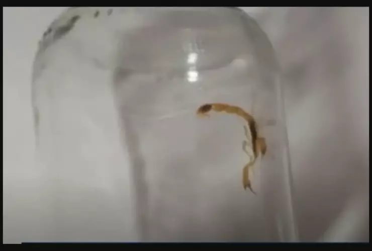 mujer es picada por escorpión al sacar un producto de un paquete en España.jpeg