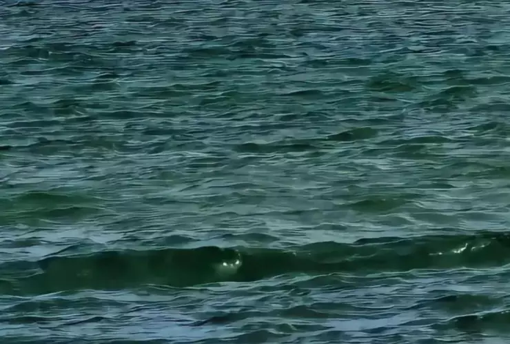 Ojos brillantes fueron captados en un ola