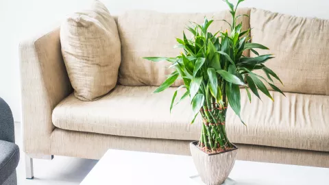 dónde poner plantas para que crezcan