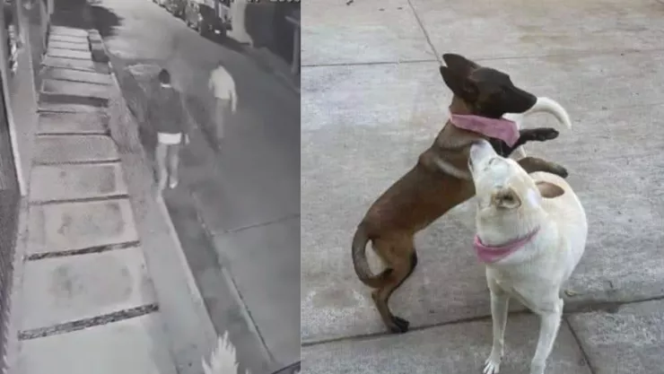 VIDEO ¡Crimen animal en Michoacán! Alcalde de Tangancícuaro mata a dos perros a disparos