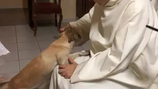 A través de su cuenta de Instagram el sacerdote comparte fotografías y videos de los cuidados y la alimentación que les da a los canes.