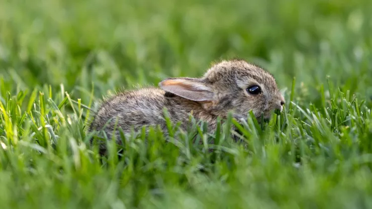 Conejo teporingo en peligro de extincion en Mexico