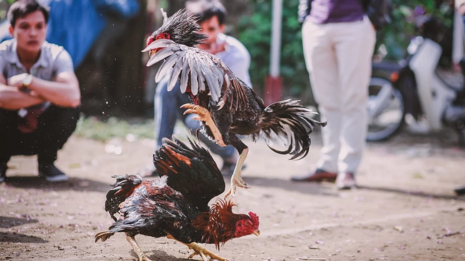 Clausuran pelea de gallos en Querétaro; hay detenidos y aseguraron armas 23 febrero 2025
