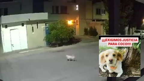 Hombre que disparó a perrito Coco en Aguascalientes enfrentará proceso en libertad