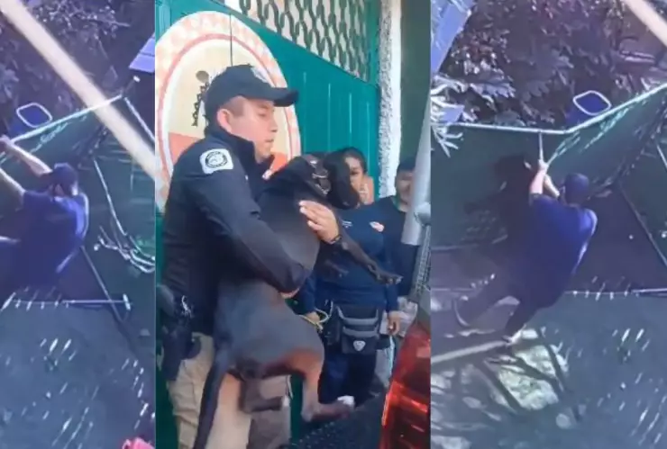 Hombre patea y asfixia a perro en hotel canino en la CDMX