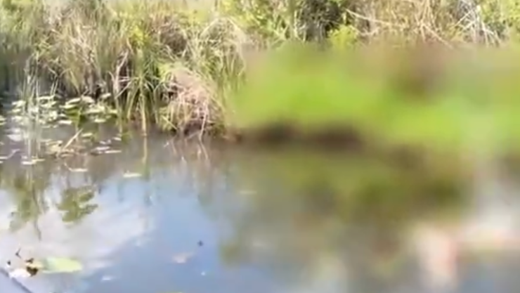 INFLUENCER CAIMÁN.png