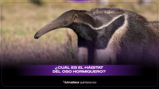 ¿Cuál es el hábitat del oso hormiguero? Te sorprenderá