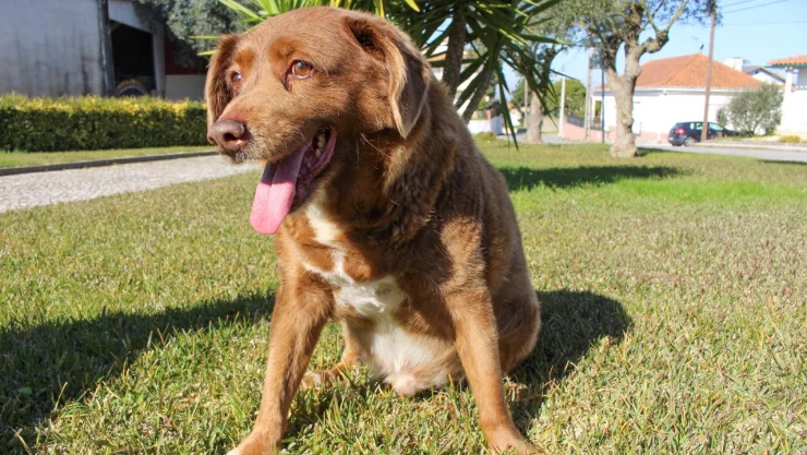 bobi-quitan-record-guinness-perro-mas-viejo