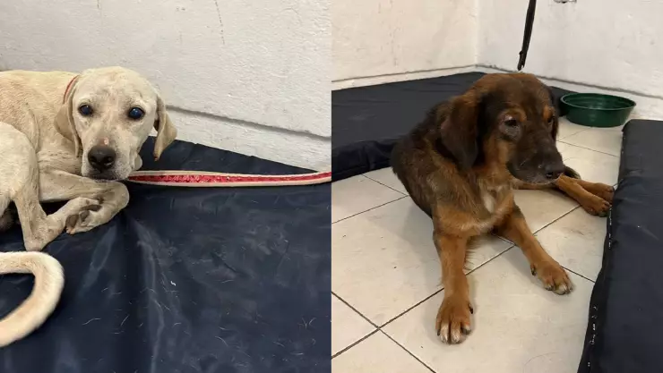 Ellos fueron los primeros perro en el refugio de animales por Tormenta Tropical Helene.jpg