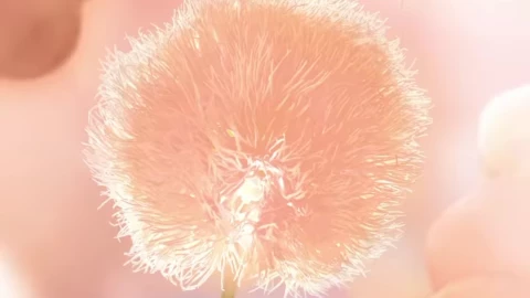 Color del año 2024 en Pantone