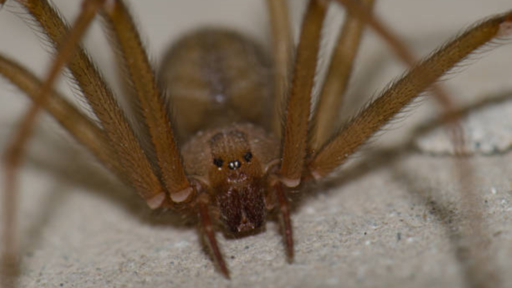 araña violinista.jpg