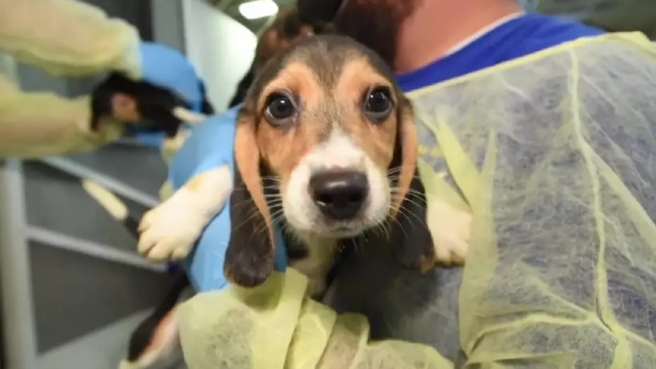 Salvan a 4 mil perritos beagle en EU; eran criados y vendidos para experimentos animales.