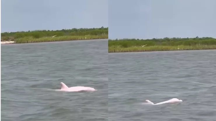 Delfines rosas aparecen en el Golfo de México