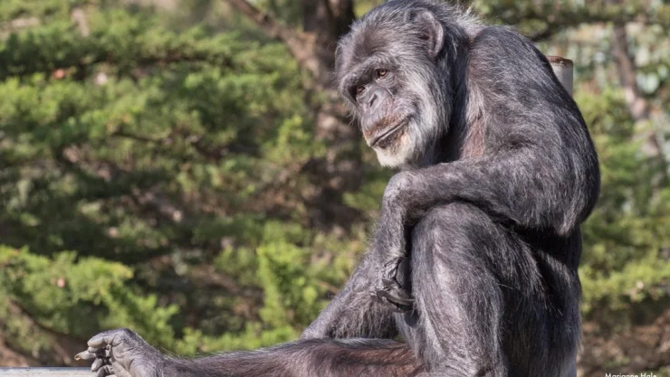 Cobby_chimpancé_EU