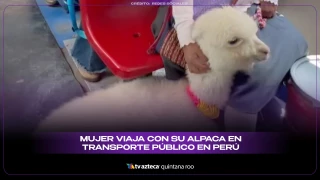 Mujer con alpaca en transporte público: el curioso viaje en Perú que se volvió viral