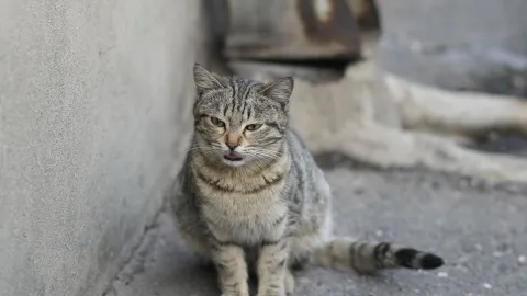 Las bendiciones que llegan a tu hogar junto con un gato callejero
