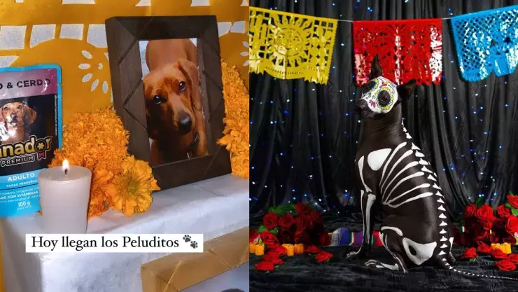 Día de Muertos 2023: ¿Cuándo visitan los altares los perros y gatos?
