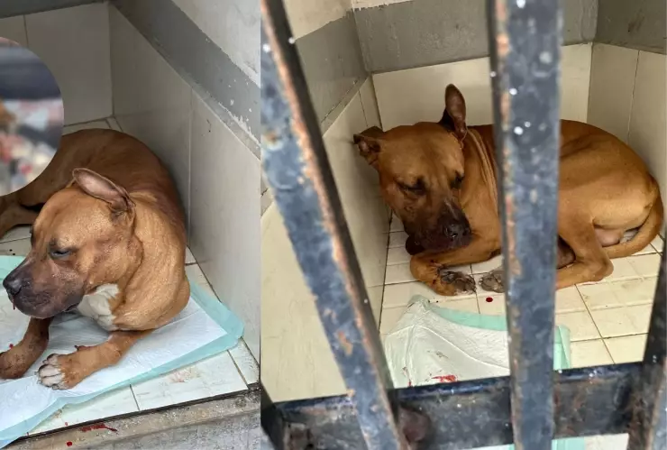 Perro resulta herido por un explosivo en la colonia Rincón de Urías en Mazatlán..jpg