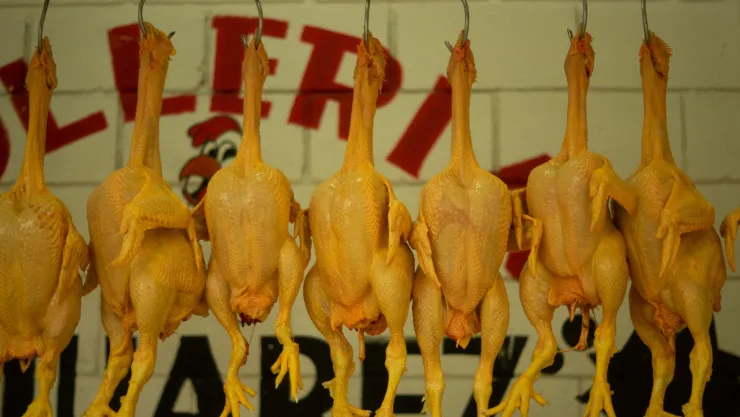 Decomisan más de 1.5 toneladas de pollo en mal estado en Costa Rica
