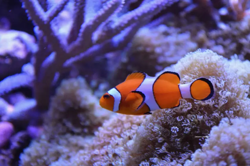 buscando-a-nemo