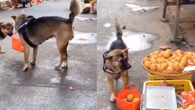 perrito manzanas mercado