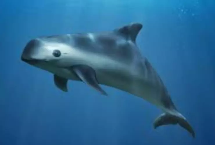 Una vaquita marina, especie en peligro de extinción, nadando en el Golfo de México.