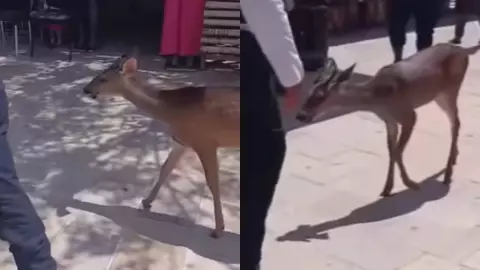 Un venado es captado paseándose en la 5ta Avenida de Playa del Carmen HOY 26 de abril de 2025; VIDEO.jpg
