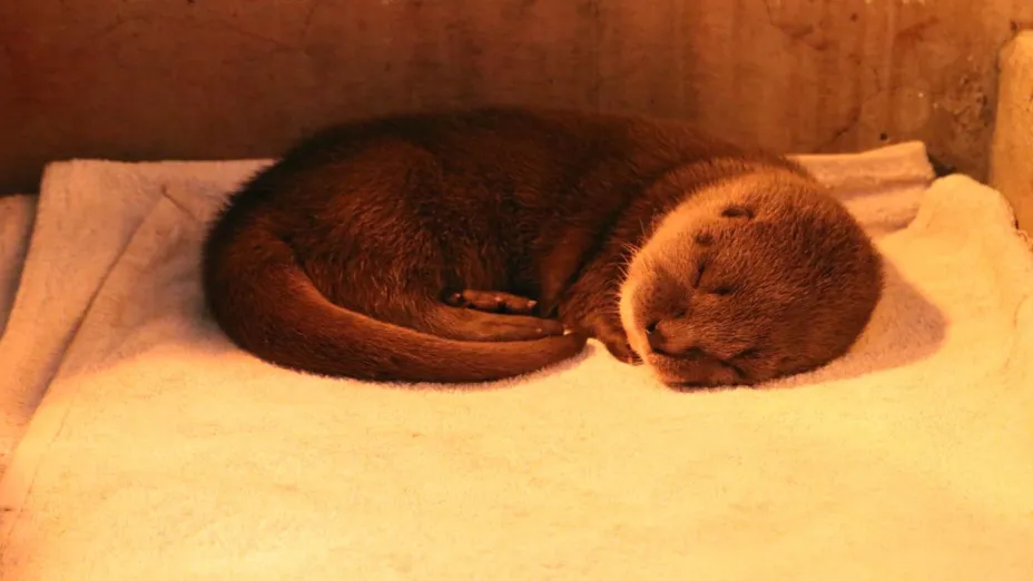 Nutria Michin_cortesía Acuario Michin Guadalajara.jpg