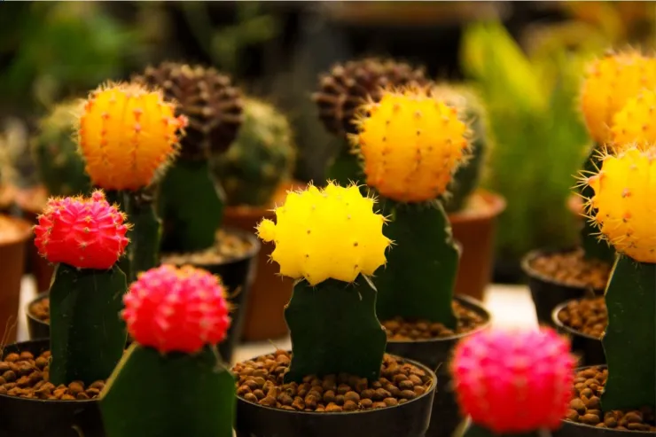 Cactus Miniatura